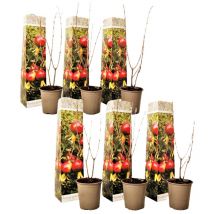 Plant In A Box - Grenadier - Set de 6 - Punica granatum - Hauteur 25-40cm - 9cm