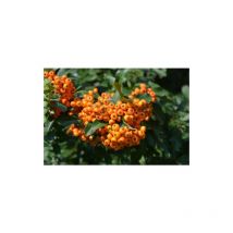 Piracanta arancione 'Pyracantha coccinea Orange Glow' Agazzino pianta in vaso 9 cm h. 50/70 cm