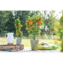 Pyracantha 'Orange Glow' C 2 gestäbt 40- 60