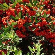 Buisson Ardent 'Mohave' (Pyracantha Coccinea 'Mohave')
