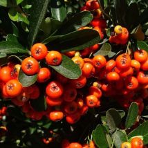 Buisson Ardent 'Orange Glow' (Pyracantha Coccinea 'Orange Glow')