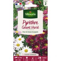 Pyrèthre Géant varié