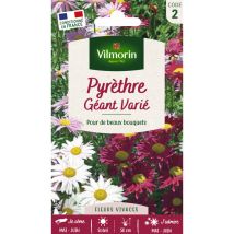 Pyrèthre géant varié – Graines de fleurs – Exposition : soleil – Période de semis : avril à juin – Couleur de fleur : vives