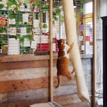Quapas Sac d'escalade pour chat sisal 180 cm Quapas