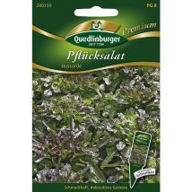 Quedlinburger Pflücksalat Hussarde - Premium Gemüsesamen