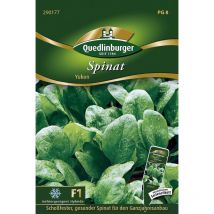 Quedlinburger Spinat Yukon F1-Hybride - Gemüsesamen