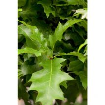 Sumpf-Eiche 'Green Dwarf' – Quercus palustris – Kugelförmiger Großstrauch – Höhe 2-4 m – Breite 2-3 m – Pflegeleicht