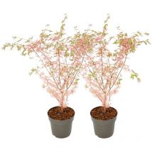 Plant In A Box - rable du Japon - Set de 2 - Acer palmatum 'Taylor' - Hauteur 50-60cm - 19cm
