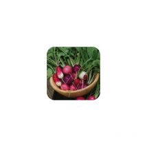 Radis en mélange - 10g