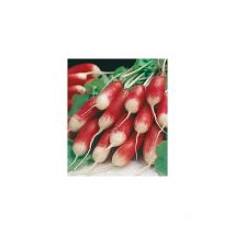 Radis flamboyant - 100 g - graines de légumes
