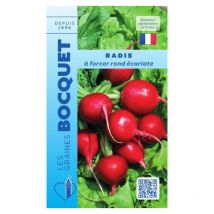 Radis à forcer rond écarlate - 10g