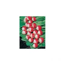 Radis gaudry 2 - 10 g - graines de légumes