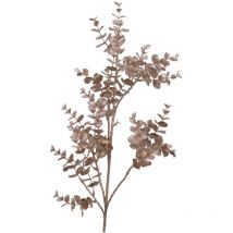 Fleur de Noël champenoise