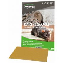 Rats Souris Pack 10 Pieges Englues - PROTECTA