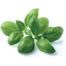 Basilique – Plante aromatique – CLICK AND GROW