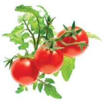 Emsa Click & Grow Tomate Cerise (m5260500) Click And Grow