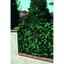 Siepe artificiale Garden Friend in pvc con foglie lauro 2000x150 cm