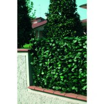 Clôture en pvc avec feuilles de laurier h. 100 l. 2000 cm