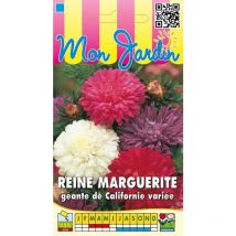 Reine Marguerite géante de Californie variée - 0,8g