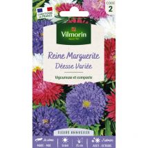 Vilmorin - Reine-Marguerite Naine Déesse Variée