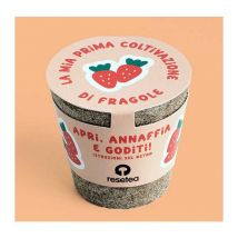 La mia prima coltivazione di fragole, casa, idee regalo - Resetea