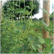 Rete Flora Tenax size h 2x5 mt
