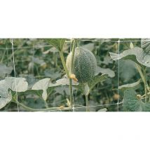 Rete per rampicanti maglia mm.150x170 altezza cm.200 rotolo da 10 mtl - Salone