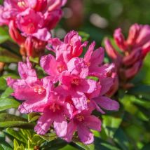 Rhododendron 'bloombux' Pot De 2l/3l