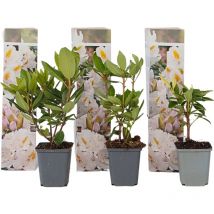 Plant In A Box - Buisson à fleurs - Set de 3 - Rhododendron 'Cunningham' - H25-40cm - 9cm