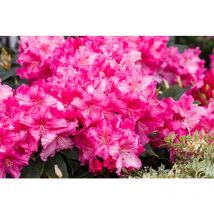 Rhododendron Hybr.'Caruso' -R- C 7,5 40- 50