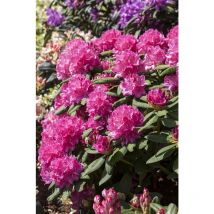 Pflanzen-für-dich.de - Rhododendron Hybr.'Catharine van Tol' c 5 30- 40