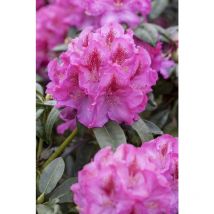 Rhododendron-Hybride 'Constanze' Rhododendron Hybr.'Constanze' C 7,5 40- 50