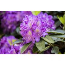 Rhododendron 'Effner' – Immergrünes Ziergehölz – Höhe bis 3 m – Breite etwa 3,5 m – Frosthärte bis -15°C – Regelmäßige Wassergaben erforderlich