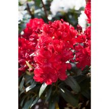 Rhododendron-Hybride 'Erato' – Immergrünes Gehölz – 2 m bis 2,5 m – 2 m bis 2,5 m – Frosthärte: bis -15°C