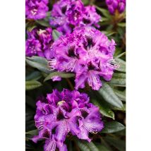 Rhododendron Hybr.'Blaue Jungs' c 7,5 40- 50