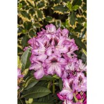 Pflanzen-für-dich.de - Rhododendron-Hybride 'Kokardia' Rhododendron Hybr.'Kokardia' -r- c 5 30- 40
