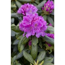 Rhododendron 'Lee ́s Dark Purple' Rhododendron Hybr.'Lee's Dark Purple' c 7,5 40- 50