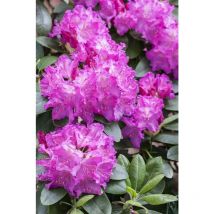 Rhododendron 'Omega' – Immergrünes Ziergehölz – 1,2 m bis 1,5 m hoch – 1,2 m bis 1,5 m breit – Frosthärte bis -15°C