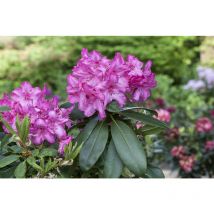 Rhododendron Hybr.'Walküre' -r- c 7,5 40- 50