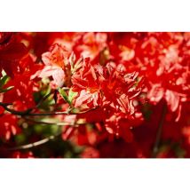 Pflanzen-für-dich.de - Sommergrüne Azalee 'fireball' Rhododendron Lut. 'fireball' 5l 40- 50