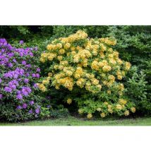 Sommergrüne Azalee 'Goldpracht' Rhododendron lut.'Goldpracht' c 5 40- 50