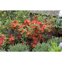 Rhododendron lut.'Parkfeuer' c 5 40-50