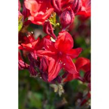 Sommergrüne Azalee 'Royal Command' Rhododendron lut.'Royal Command' c 5 40- 50