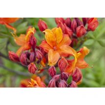 Sommergrüne Azalee 'Sunny Boy' Rhododendron lut.'Sunny Boy' c 5 40- 50