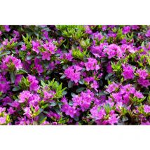 Pflanzen-für-dich.de - Japanische Azalee 'königstein' Rhododendron Obt.'königstein' C 5 30- 40