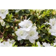 Rhododendron obt.'Maischnee' -r- c 2 20- 25