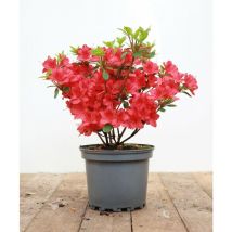 Japanische Azalee 'Maruschka' – Rhododendron obtusum – Höhe 30-50 cm – Breite 40-70 cm – Kübelpflanze – frosthart bis -20°C