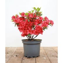 Rhododendron obt.'Maruschka' -r- c 2 20-25