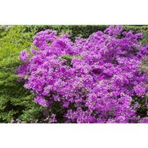 Pflanzen-für-dich.de - Japanische Azalee 'Purpurtraum' Rhododendron obt.'Purpurtraum' C2 20- 25