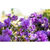 Pflanzen-für-dich.de - Rhododendron russatum 'Azurwolke' Rhododendron russatum 'Azurwolke' c 2 20- 25